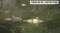 大阪城公園の堀に大量の「魚の死骸」　コイやフナなど約８８０匹回収される　大阪市は原因調査後に対策を講じるか検討へ