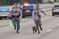 高速道路にブタが出現、現場で警察官が追いかける【動画】