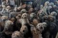 【衝撃写真】イギリスで多頭飼育崩壊、250匹の犬を保護