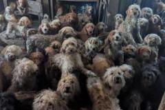 【衝撃写真】イギリスで多頭飼育崩壊、250匹の犬を保護のイメージ画像