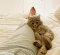 高橋克典「可愛い猫ちゃんがウチに来て戸惑ってるおぢさん」ついに就寝時に“密着”
