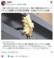【山梨】畑から梅１１５個盗むベトナ..