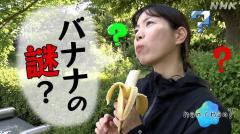 大阪 堺市は日本一のバナナ好き なんでなん？のイメージ画像