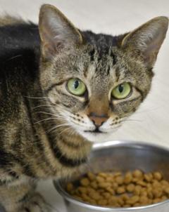 なぜ猫は餌を残すのか? 猫12匹の食事で見えた理由 岩手大のイメージ画像