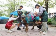 雲南省プーアル市で牛のボディ・ペインティングコンテスト開催―中国のイメージ画像