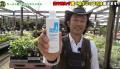 薬を使わず蚊を撃退！園芸のプロ・カーメン君直伝の天然対策法