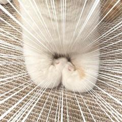 愛猫の変なポーズに飼い主もビックリ！「食パンの袋をとめるやつみたい」と注目のイメージ画像