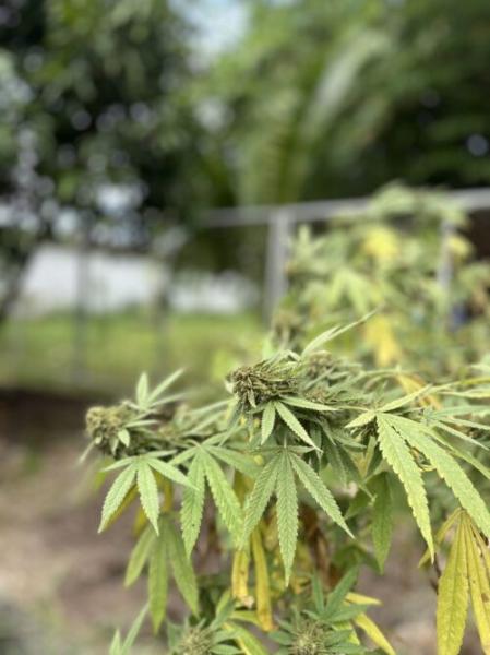 カテゴリーダー記事画像