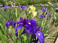 日本庭園内の菖蒲祭り＠南楽園のイメージ画像