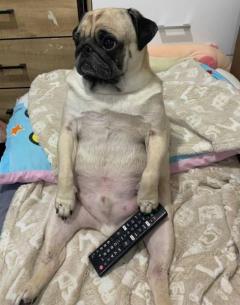 テレビに集中しすぎて飼い主を無視 動物番組を見入るワンコがまるでどこかの「おじさん」のイメージ画像