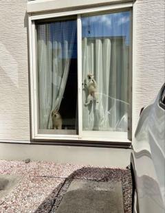 ケージに入れても安心できない？とんでもないジャンプを披露するポメラニアンのイメージ画像