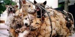 明暗分かれる中国のペット、ブームの柴犬と悲惨な「人気凋落」犬のイメージ画像