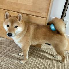 後ろ～！後ろ～！尻尾にボールが挟まっていることに気づかない柴犬のイメージ画像