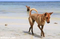 パタヤで野良犬が撃たれて重症、回復へ向かうが足切断の可能性も