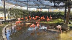 上野動物園のフラメンゴのイメージ画像