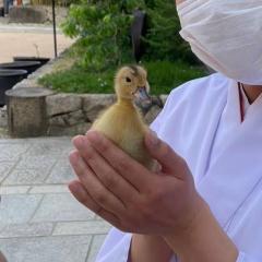 神社が飼育する鴨を木にたたきつけた疑い、26歳男を現行犯逮捕 旅行者が目撃 神戸・生田神社のイメージ画像