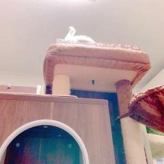 家の中に白鳥が出現？猫の一発芸に爆笑