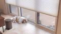 めんどくさがり？飼い主さんへの信頼..