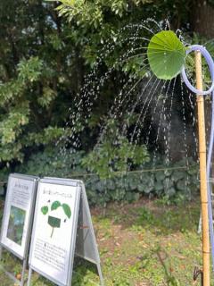 葉脈から流れ落ちる「蓮シャワー」が素敵すぎる！横浜「三溪園」の夏の風物詩のイメージ画像