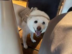柴犬の「大喜利に使えそうな顔」が話題のイメージ画像