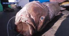 釜山で長さ1．7メートルの「伝説の深海魚」が5匹釣れる…「地震の前兆？」