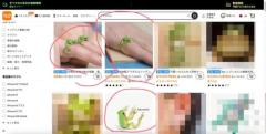 作品写真を海外ECに無断使用された作家が注意喚起「異なる商品が届くので買わないで！」
