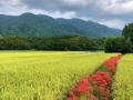 直方 実りの秋 田園風景