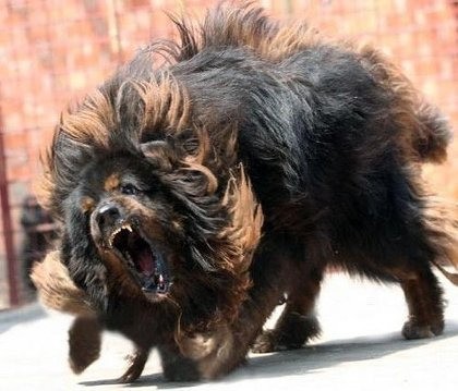 最強の犬 犬を強引に引きずる飼い主の動画拡散 動物虐待と問題 爆サイ Com東海版