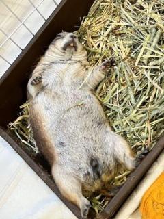 全てがどうでも良くなったプレーリードッグ！へそ天で転がる姿が無防備可愛いのイメージ画像