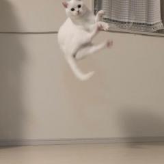 おもちゃの行方よりカメラを優先！ 無重力状態でもカメラ目線の猫