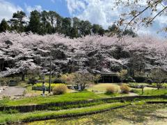 綺麗な桜と花の文化園