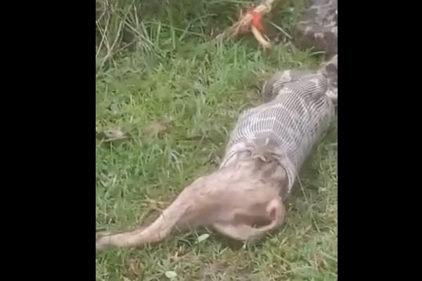 蛇が生きたキツネを呑み込む恐ろしい場面に遭遇、インドの村人も驚く