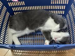 買った記憶はありませんが…… 買い物カゴに入っている猫
