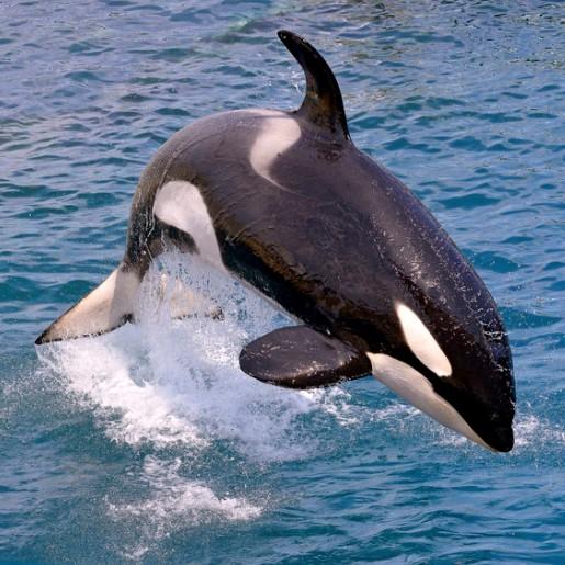 シャチvsサメ 肝臓を襲うシャチの圧倒的勝利 目的は肝油か スレッド閲覧 爆サイ Com四国版