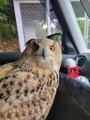 フクロウだって病院が苦手なんです行..