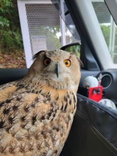 フクロウだって病院が苦手なんです行き先が分かった時のびっくり顔がかわいいのイメージ画像