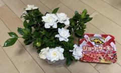 好物×好物＝大好物？焼きそばとケーキが好きな母に贈られた“完璧”なプレゼントのイメージ画像