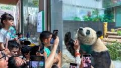 帰国した双子パンダの「宝弟」と「宝妹」、温州動物園で公開―中国のイメージ画像