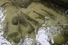 桂林、流れの速い清流で「身が引き締まった魚」を養殖―中国