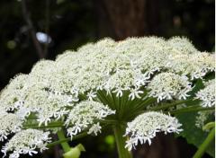 強毒性植物「バイカルハナウド」か？道内で相次ぐ通報…「ほとんどエゾニュウ」でも「むやみに触らないで」のイメージ画像