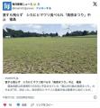 シカ「全部喰った」　祭り中止
