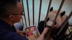 韓国から返還されたパンダ「福宝」、隔離期間を終えて6月に一般公開へ―中国のイメージ画像
