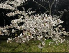 花見シーズン