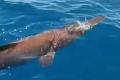 カナリア諸島沖で、稀少な「エイリア..