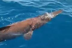 カナリア諸島沖で、稀少な「エイリアン・シャーク」を目撃【動画】