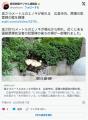 【広島】高さ15メートルのエノキが倒..