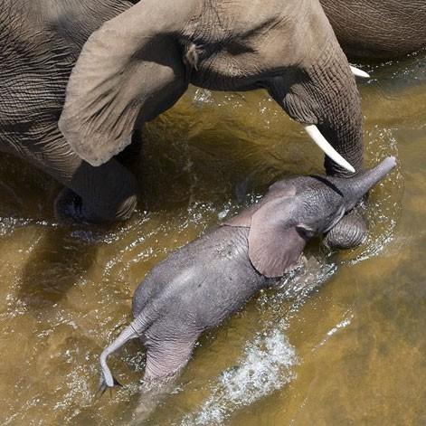 川で産気づいた ゾウの出産 仲間がワニから守る 南アフリカ スレッド閲覧 ローカルクチコミ爆サイ Com関西版