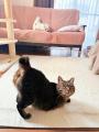 「尻を叩け」愛嬌たっぷりにおしりを突き出す猫ちゃんがかわいすぎる