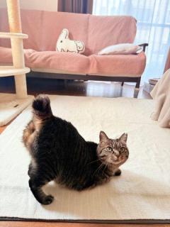 「尻を叩け」愛嬌たっぷりにおしりを突き出す猫ちゃんがかわいすぎるのイメージ画像