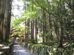 新緑の光前寺参道のイメージ画像